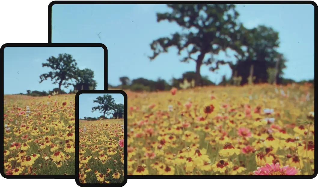Smartphones die een schilderachtig veld met wilde bloemen en bomen vastleggen